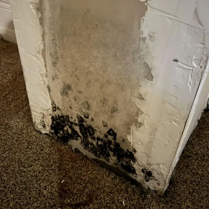 Professional Mold Removal in Richfield, OH
